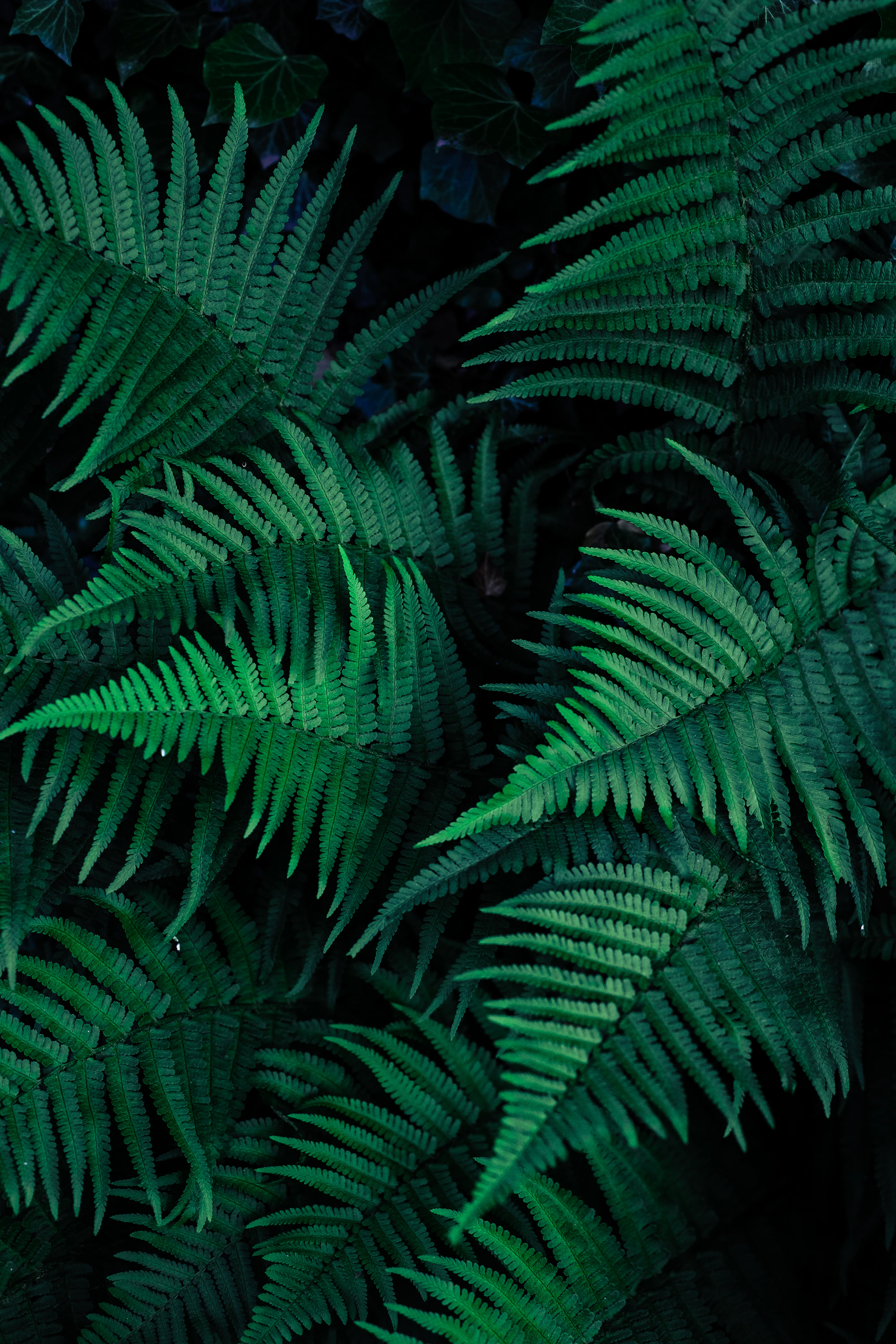 Green fern leaves